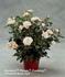 Harmony Parade rose photo