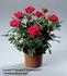 Leonie Parade rose photo