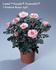 Linda Parade rose photo