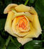 Ebby ™ rose photo