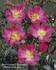 Bay ™ rose photo