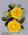 Duke of Edinburgh Palace rose photo