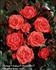 Flirting Palace rose photo