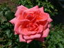 Freude ® rose photo