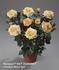 Marianne Hit rose photo
