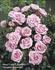 Misty rose photo