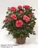 Palomina Hit rose photo