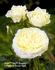 Pure Hit rose photo