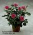 Ramona Hit rose photo