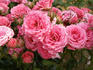 Marimba ® rose photo
