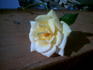 Little Tommy Tucker ™ rose photo