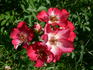 Cherry Meillandecor ® rose photo