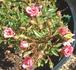 Tiny Tears rose photo