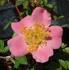 Tiny Tears rose photo
