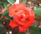 Tiny Petals rose photo
