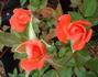 Tiny Petals rose photo