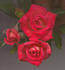Tiny Petals rose photo