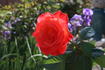 Daddy's Girls rose photo