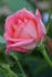 Saluda rose photo