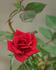 Acey Deucy ™ rose photo