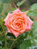 Saluda rose photo