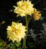 Estrellita de Oro rose photo