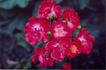 Daniel Philip rose photo