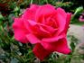 Alessa rose photo