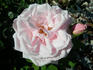 Clio rose photo