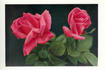 Killarney Brilliant rose photo