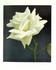 Kaiserin Auguste Viktoria, Cl. rose photo