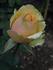 Azafran ® rose photo