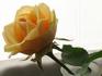 Azafran ® rose photo