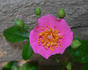 Simon Robinson rose photo