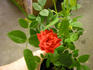 Sparks ™ rose photo
