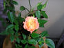 Heavenly Days rose photo