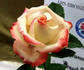 Class of '73 rose photo