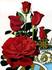 Ben-Hur rose photo