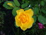 Sun Sprinkles ™ rose photo