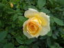 Solstice rose photo