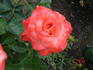 Classie Lassie ™ rose photo