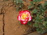 Dazzler ™ rose photo