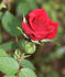 Acey Deucy ™ rose photo