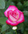 Charismatic ™ rose photo