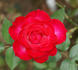Doris Morgan rose photo
