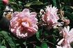Chamisso rose photo