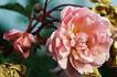 Chamisso rose photo