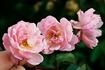 Chamisso rose photo