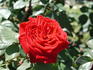 Viva rose photo