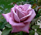 Plum Crazy rose photo